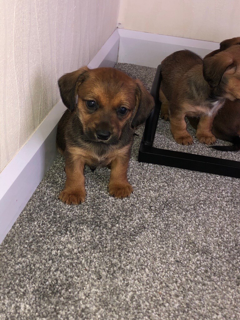 shih tzu cross dachshund for sale